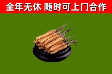 康保县回收散虫草