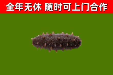 康保县回收海参干
